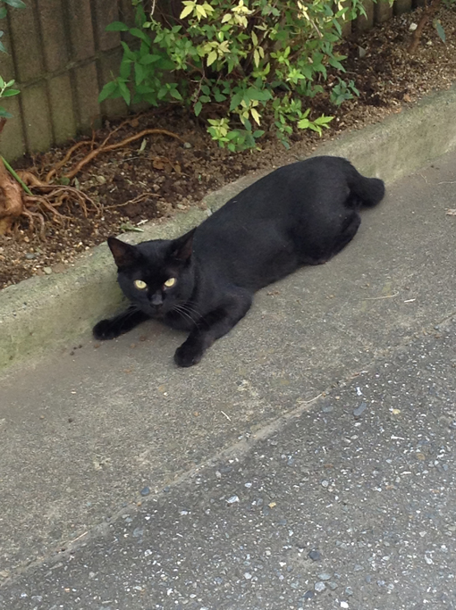 黒猫-3.jpg